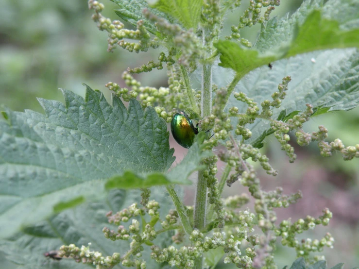 a green insect is sitting on a plant