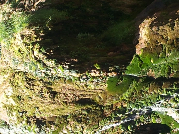 a bear standing near a large waterfall in the wilderness