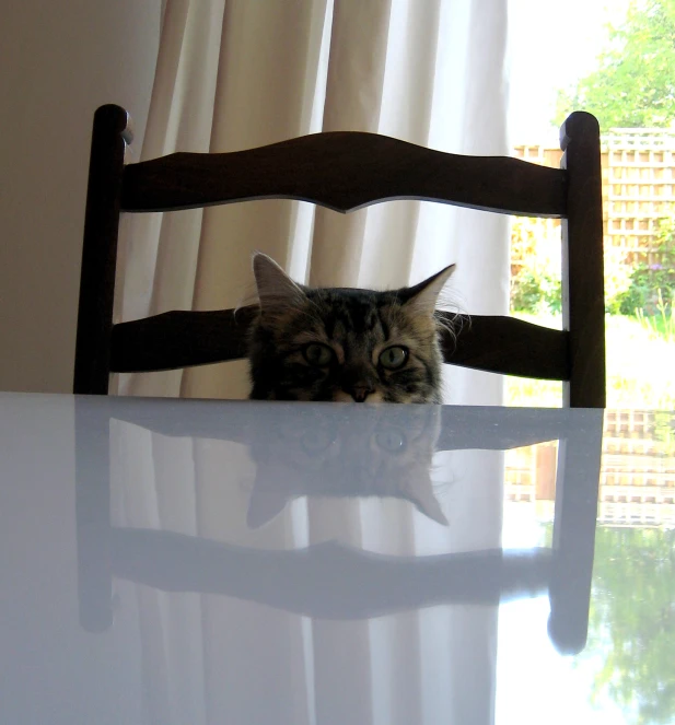a cat laying in the middle of the table