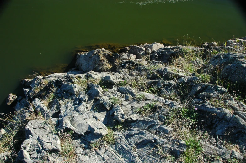 a bird is standing on the edge of a body of water