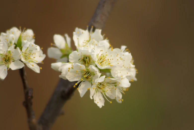 small white flowers bloom on the nches of a tree