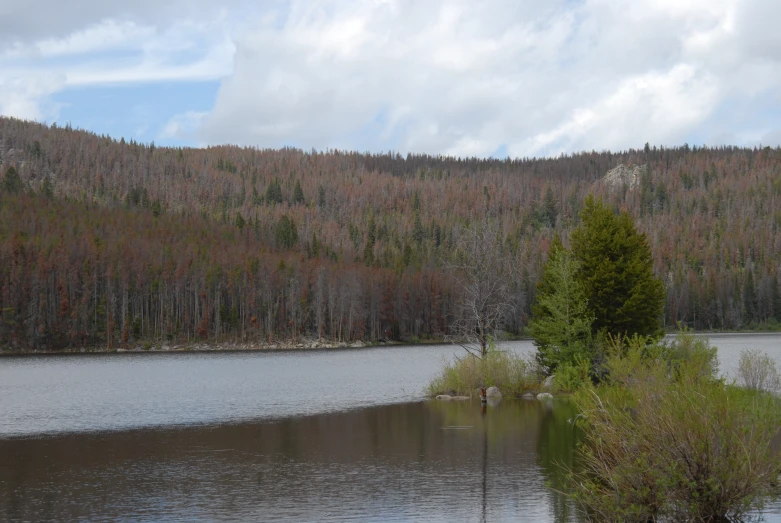 a river running through a green forest surrounded by tall trees