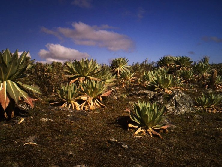 a field full of small plant life on rocks