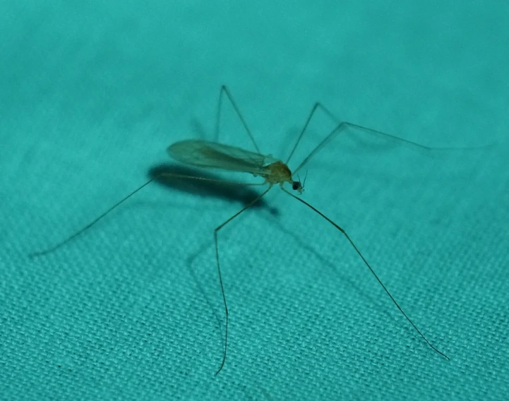 a mosquito sits on top of the fabric of a bed