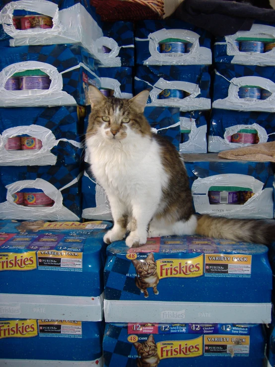 cat sitting on packages of threadlocks sitting on a blue case