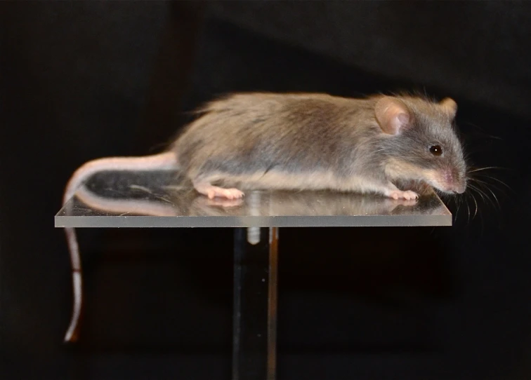 the mouse is sitting on the edge of a desk