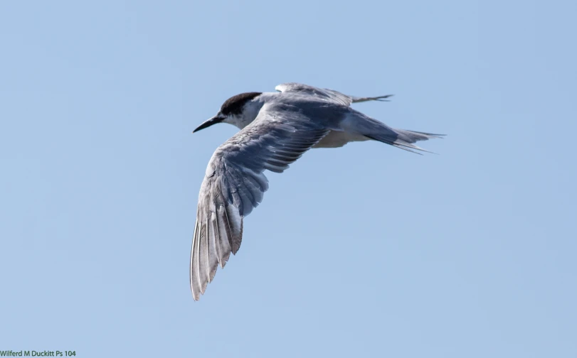 a large bird flying in the clear sky