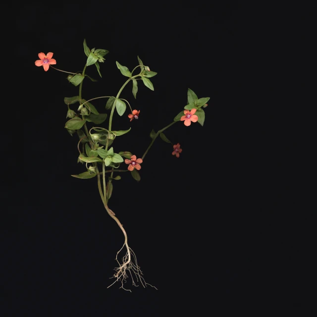 flowers growing from the stem of a plant