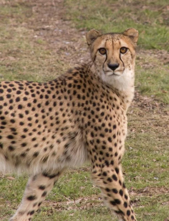 a very cute cheetah standing by some grass