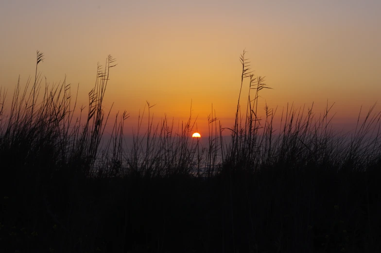 the sun is setting in the background over tall grass