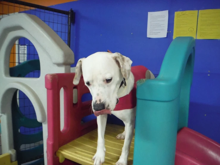 a white dog standing on top of an obstacle course