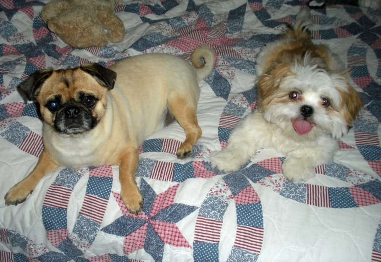 two dogs laying down on a quilt with a stuffed teddy bear