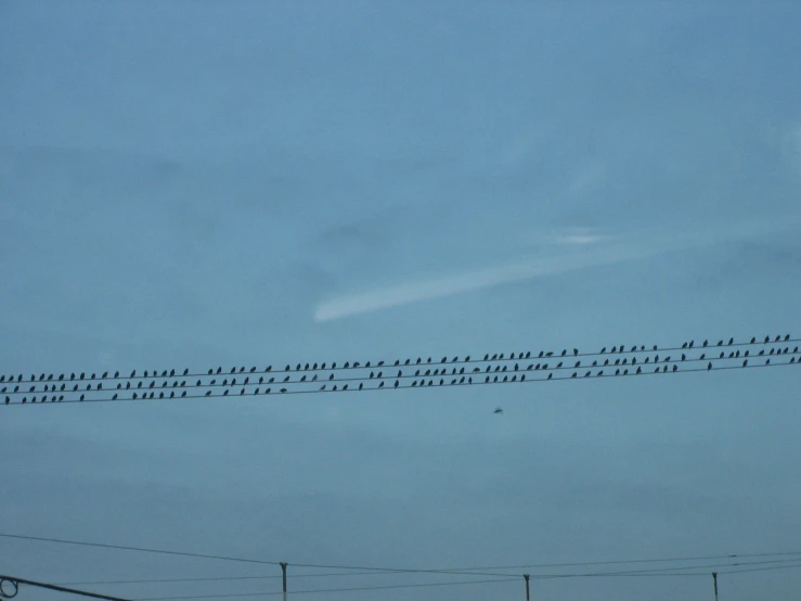 multiple birds on electric wires on clear day