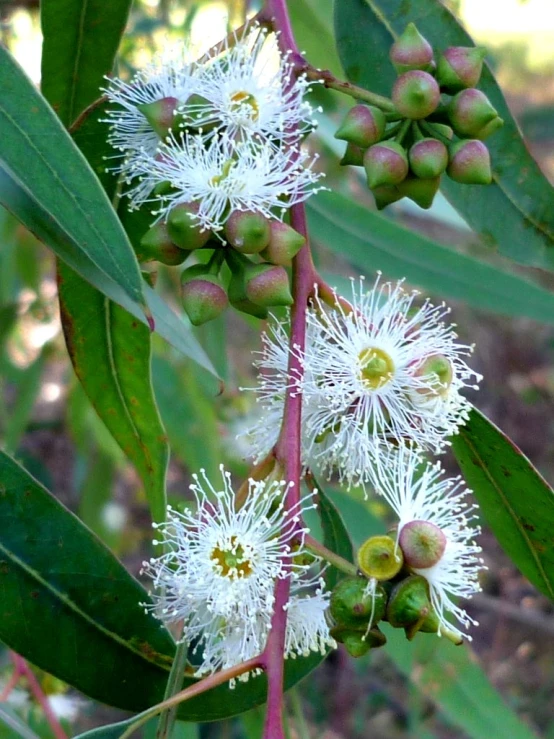 flowering nch with fruit and leaves in outdoor setting