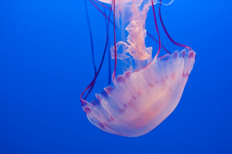 an image of a jellyfish in the water