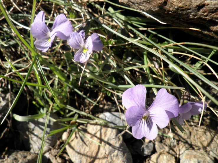 some purple flowers with long green leaves in a rocky area