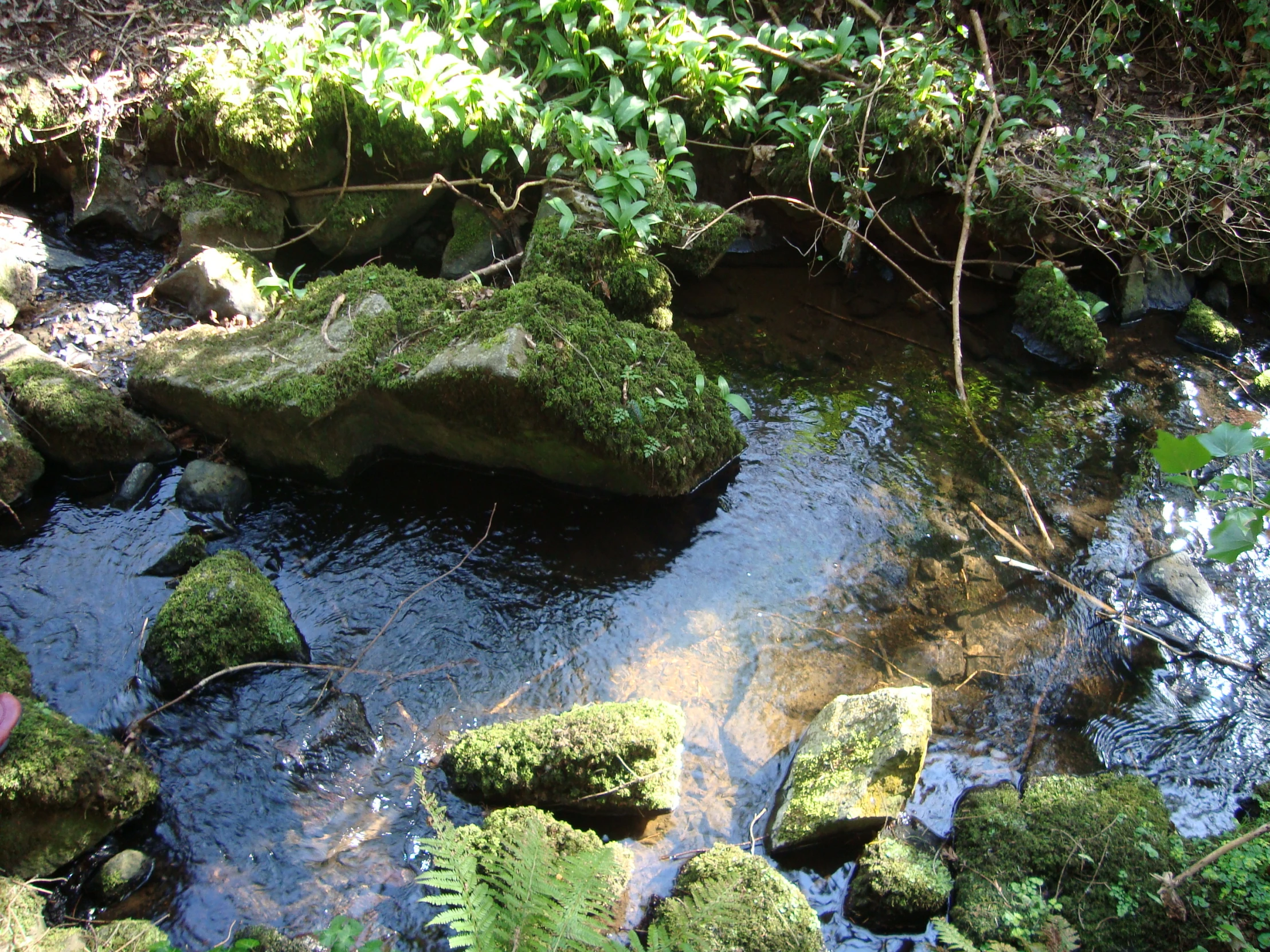 some rocks a pond plants and trees