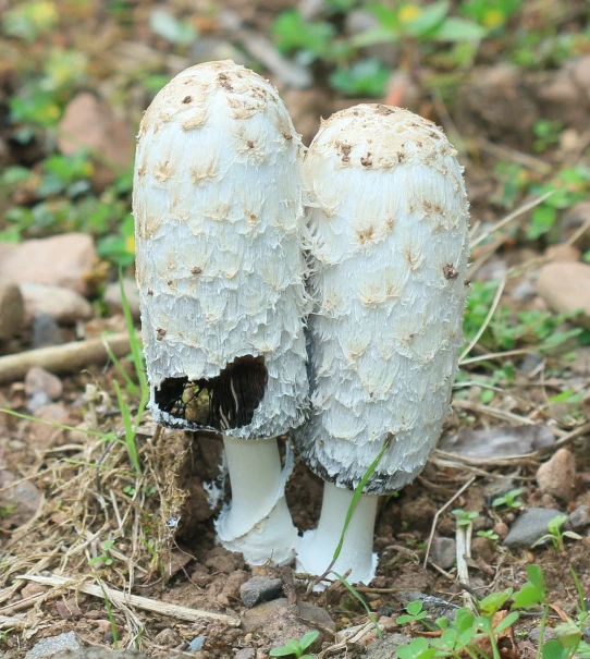 two mushrooms that are sitting on the ground