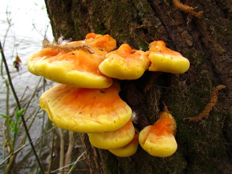 an orange mushroom grows on the bark of a tree