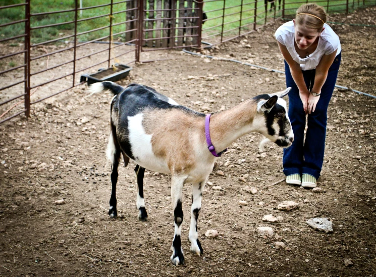 a goat that is looking down near a fence