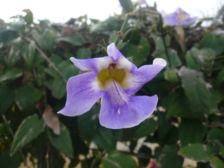 purple flowers with some green leaves in the background