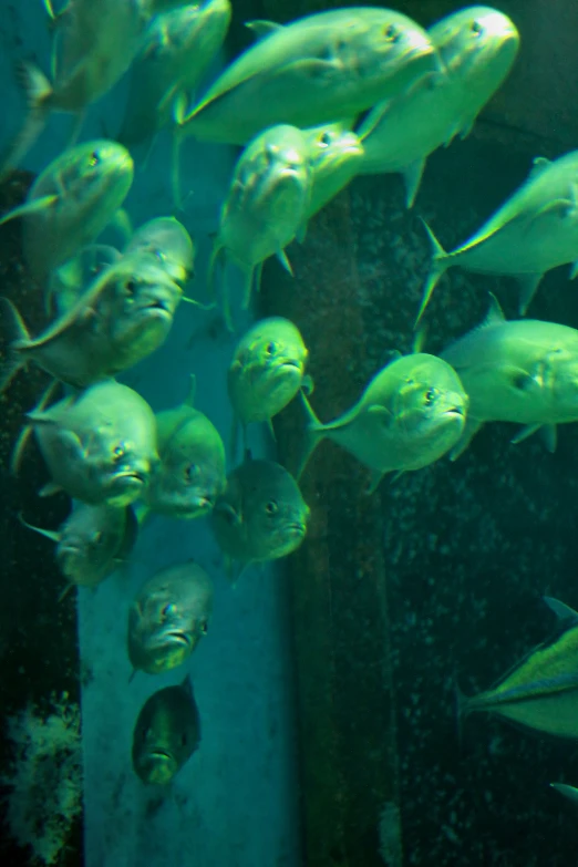 the shorn fish are swimming in the tank for viewing