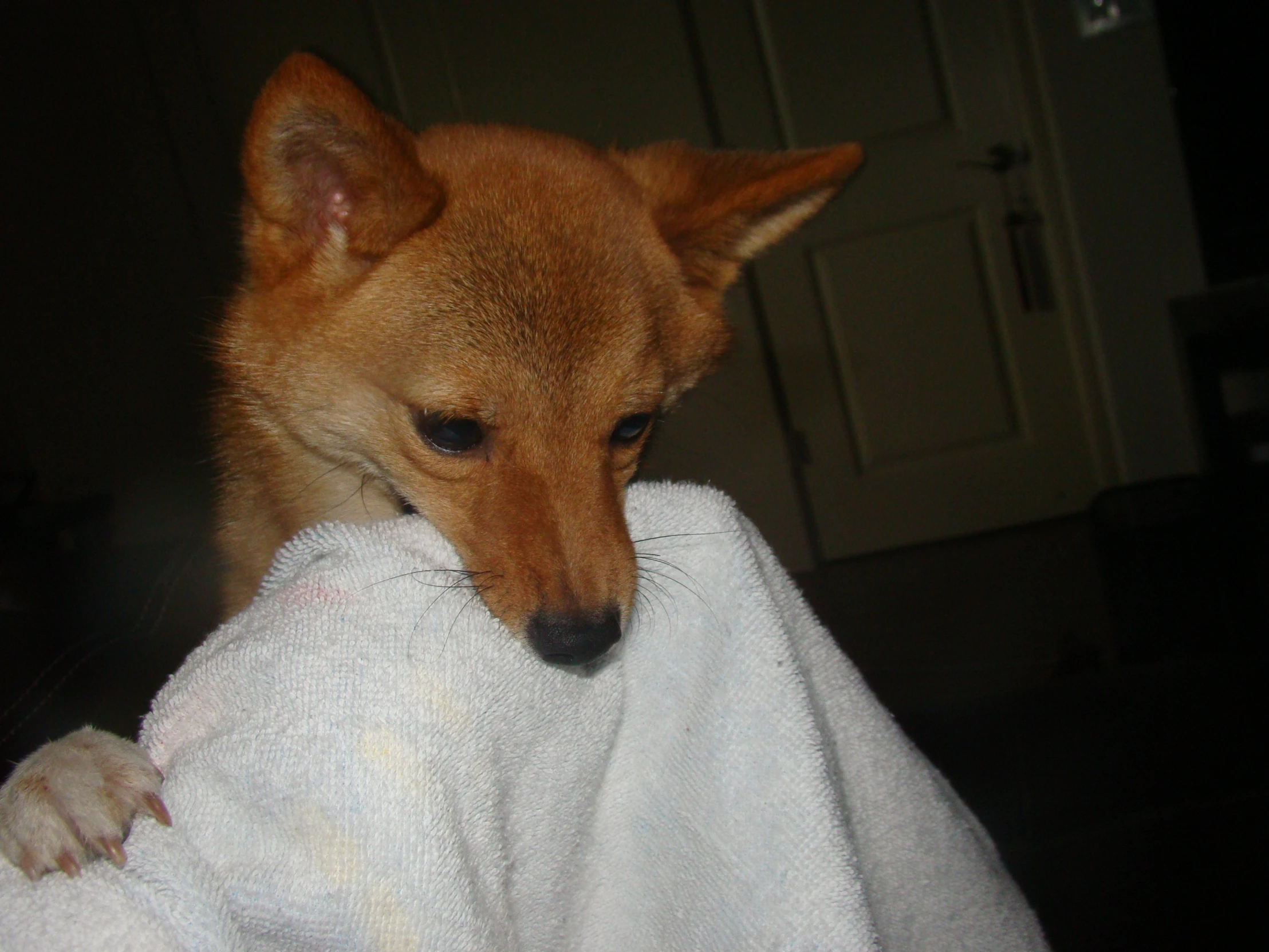 a close up of a small dog on a blanket