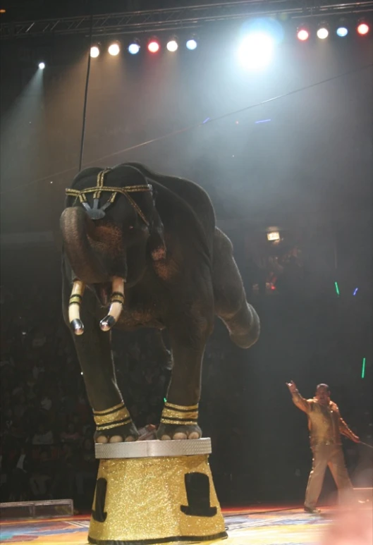 an elephant standing on top of a small table