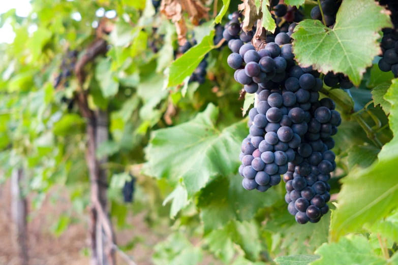 some gs are growing on the vine in the vineyard