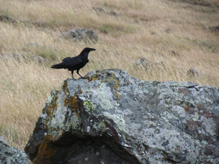 a black bird standing on top of a large rock
