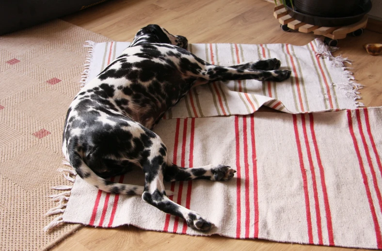 a dog lies on a mat, resting it's head on its paw