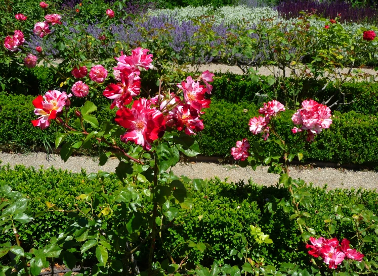 pink and white flowers bloom in an urban garden