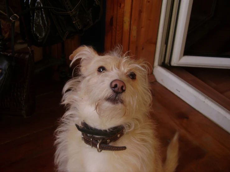 a small dog looks to the right in front of a door