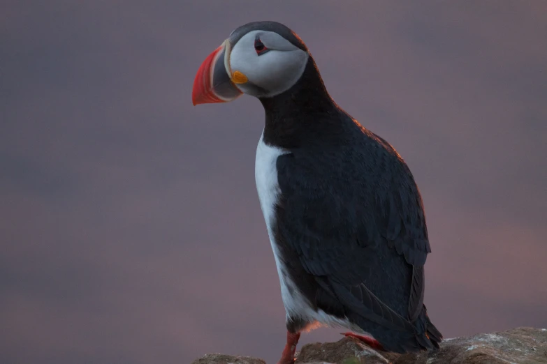 a bird sitting on top of a rock