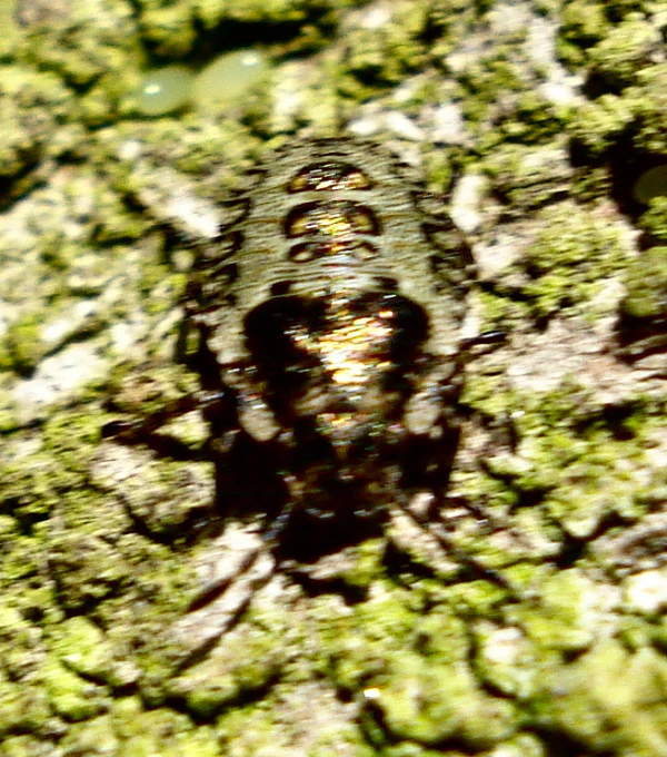 a bug is standing on some grass