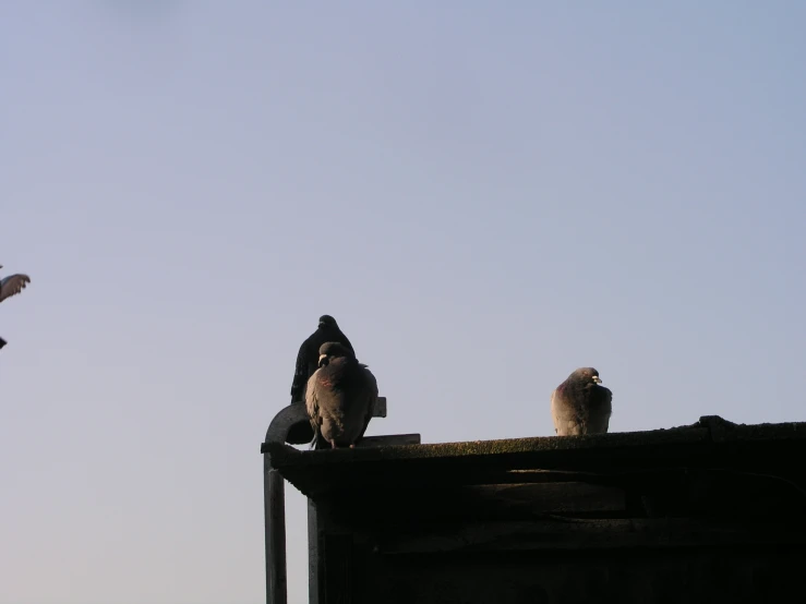 a couple of birds sitting on top of a building