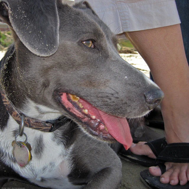 a dog has its face tilted with the left side of his owner's lap