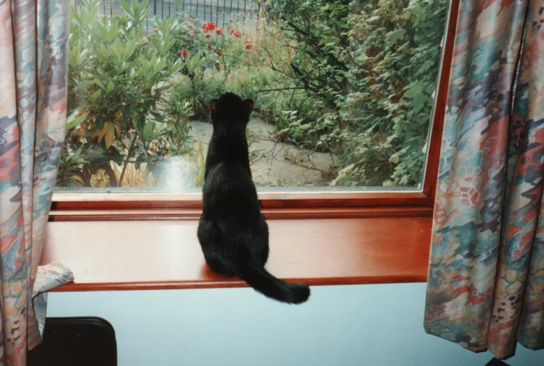 a black cat standing on top of a window sill