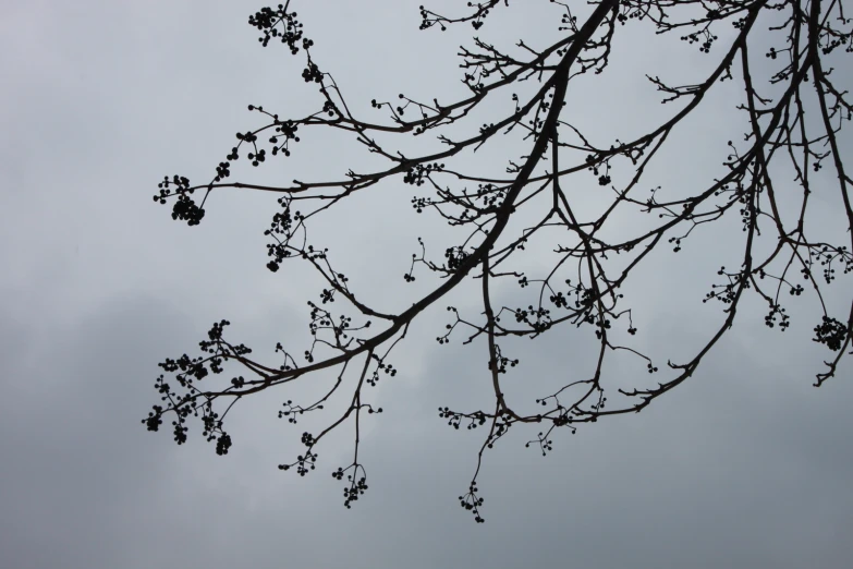 leaves on the nches of an ash tree against a cloudy sky