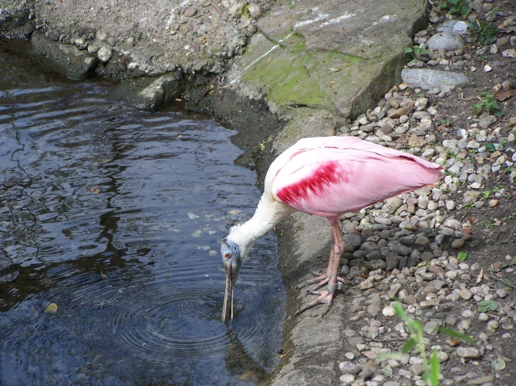 pink crane standing in water near rocks on shore