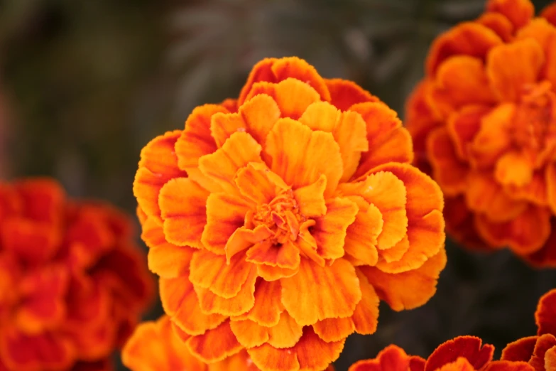 an orange and red flower in some plants