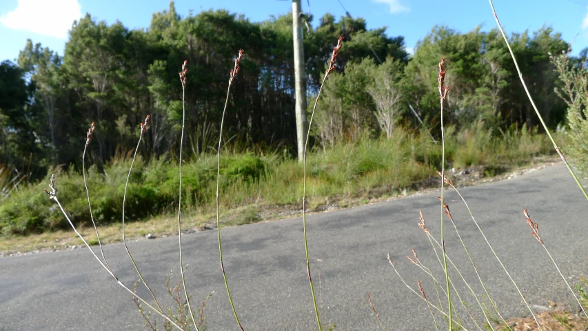 the road with thin grass is lined by tall bushes