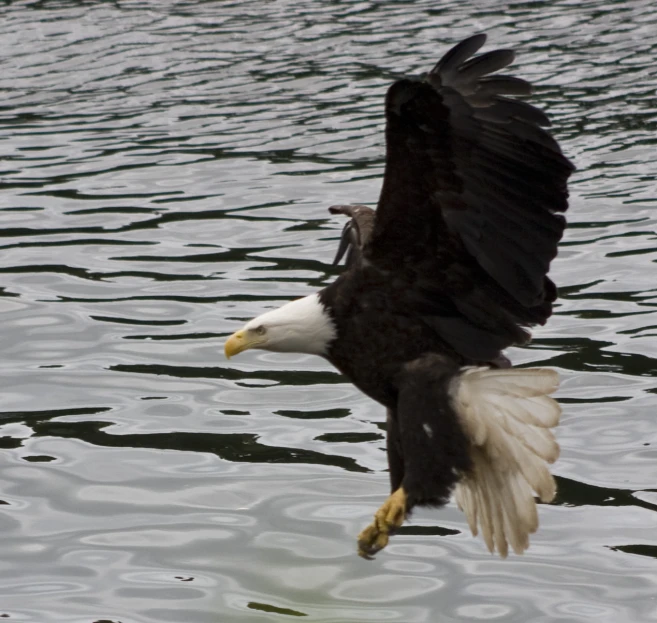 an eagle flies in the air above water