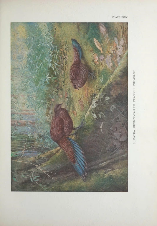 a book with an image of two birds