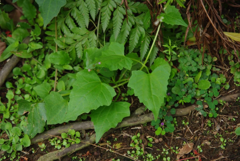 some leafy green plants and some dirt