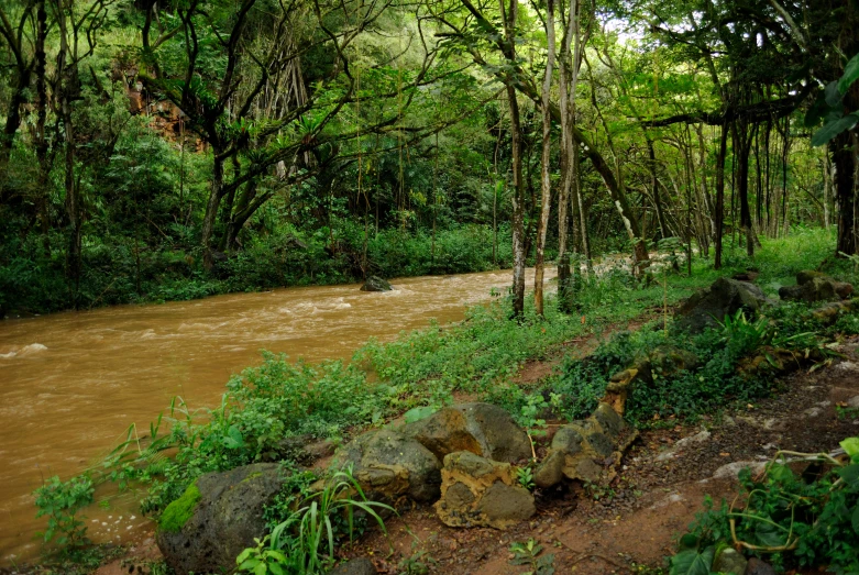 a river runs between trees near rocks