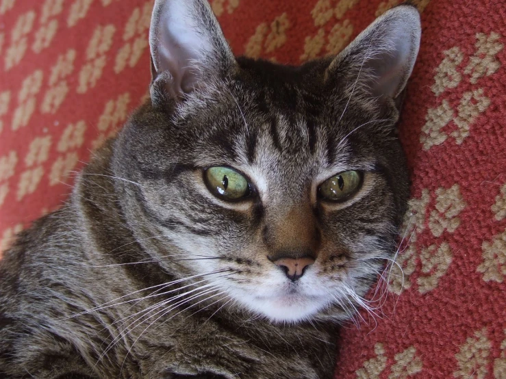 a striped cat is sitting on a couch