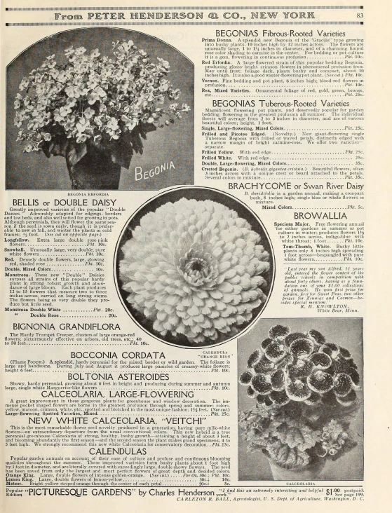 an article from a magazine with pictures of flowers