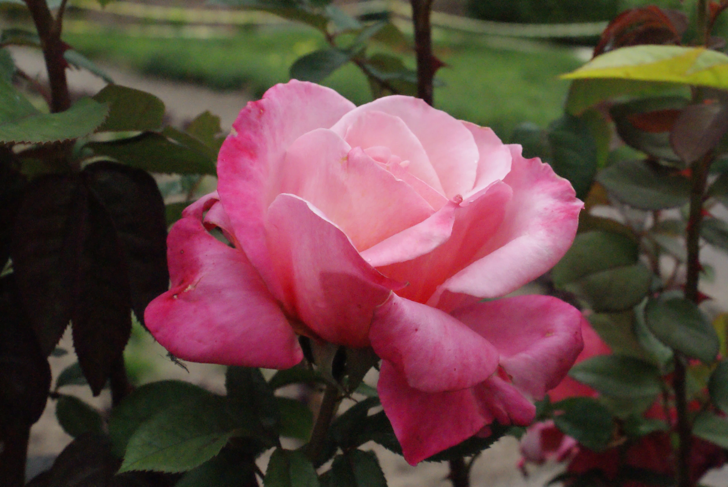 a pretty pink rose blooming on a bush