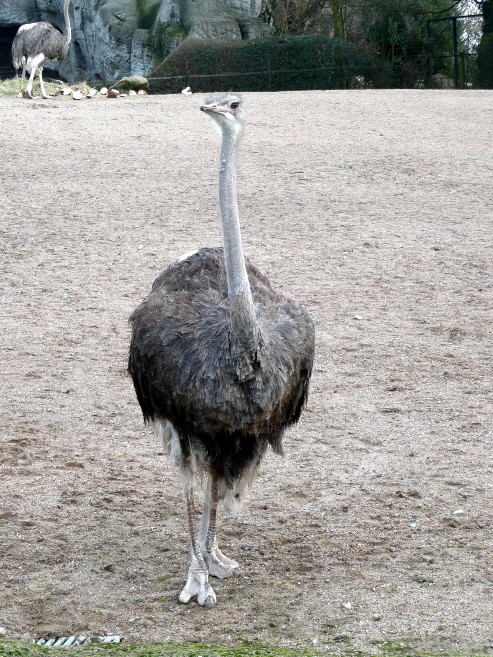 an ostrich standing on the grass, in the middle of some sand